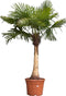 Chinese waaierpalm gestripte stam(fijn) Trachycarpus Fortunei 180 cm