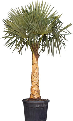 Chinese waaierpalm gestripte stam(grof) 80-100 cm stamhoogte