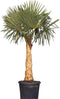 Chinese waaierpalm gestripte stam(grof) 80-100 cm stamhoogte