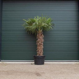 Chinese waaierpalm Trachycarpus Fortunei 140 cm stamhoogte