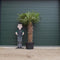 Chinese waaierpalm Trachycarpus Fortunei 140 cm stamhoogte