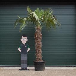 Chinese waaierpalm Trachycarpus Fortunei 160 cm stamhoogte