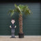Chinese waaierpalm Trachycarpus Fortunei 160 cm stamhoogte