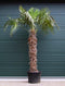 Chinese waaierpalm Trachycarpus Fortunei 160 cm stamhoogte