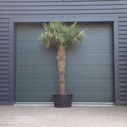 Chinese waaierpalm Trachycarpus Fortunei 200 cm stamhoogte