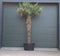 Chinese waaierpalm Trachycarpus Fortunei 200 cm stamhoogte