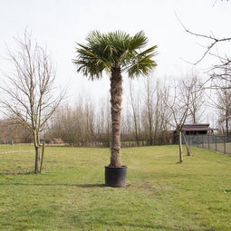 Chinese waaierpalm Trachycarpus Fortunei 260 cm stamhoogte