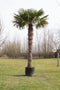 Chinese waaierpalm Trachycarpus Fortunei 260 cm stamhoogte