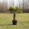Chinese waaierpalm - Trachycarpus Fortunei 60 cm stamhoogte