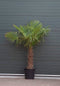 Chinese waaierpalm - Trachycarpus Fortunei 60 cm stamhoogte