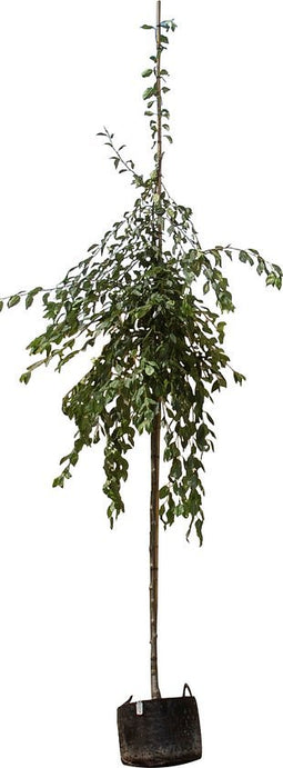 Chinese wilde appel Malus Floribunda 250 cm