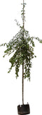Chinese wilde appel Malus Floribunda 250 cm