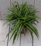Chlorophytum in donkerrode pot 25 cm