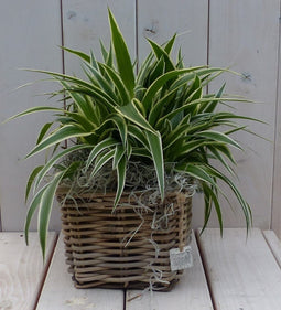 Chlorophytum in mandje 25 cm