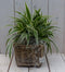 Chlorophytum in mandje 25 cm