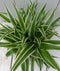 Chlorophytum in mandje 25 cm