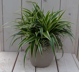 Chlorophytum in taupe pot 25 cm