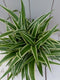 Chlorophytum in taupe pot 25 cm