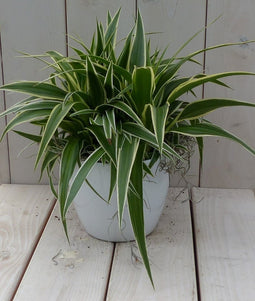 Chlorophytum in witte pot 25 cm