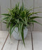 Chlorophytum in witte pot 25 cm