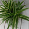 Chlorophytum in witte pot 25 cm