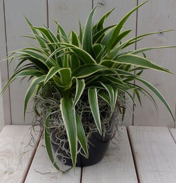 Chlorophytum in zwart/antraciete pot 25 cm