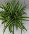 Chlorophytum in zwart/antraciete pot 25 cm