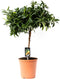 Choice of Green - Citrus Kumquat - Hoogte 75 - Diameter pot 22