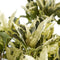 Choice of Green - Codiaeum Tamara Croton - Hoogte 100 cm - Diameter pot 27 cm