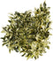 Choice of Green - Codiaeum Tamara Croton - Hoogte 100 cm - Diameter pot 27 cm