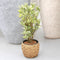 Choice of Green - Codiaeum Tamara Croton - Hoogte 100 cm - Diameter pot 27 cm