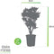 Choice of Green - Codiaeum Tamara Croton - Hoogte 100 cm - Diameter pot 27 cm
