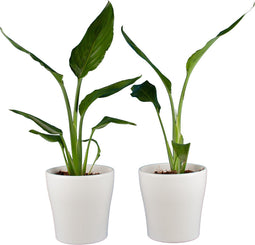 Choice of Green - Duo Strelizia Reginea met sierpot - Hoogte 35 - Diameter pot 23
