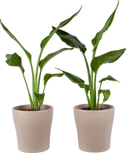 Choice of Green - Duo Strelizia Reginea met sierpot - Hoogte 35 - Diameter pot 23