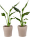 Choice of Green - Duo Strelizia Reginea met sierpot - Hoogte 35 - Diameter pot 23
