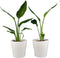 Choice of Green - Duo Strelizia Reginea met sierpot - Hoogte 35 - Diameter pot 23