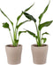 Choice of Green - Duo Strelizia Reginea met sierpot - Hoogte 35 - Diameter pot 23