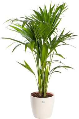 Choice of Green - Kentiapalm met pot - Hoogte 80 - Diameter pot 19