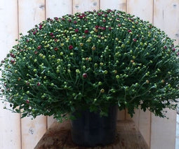 Chrysant Koper GROOT