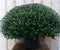 Chrysant Koper GROOT