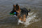 Chuckit! Amphibious Bumper - Hondenspeelgoed - Apporteerspeelgoed - Drijvend - Medium - Ø5 x 25 cm - Assorti