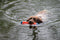 Chuckit! Amphibious Bumper - Hondenspeelgoed - Apporteerspeelgoed - Drijvend - Medium - Ø5 x 25 cm - Assorti