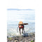 Chuckit! Amphibious Bumper - Hondenspeelgoed - Apporteerspeelgoed - Drijvend - Medium - Ø5 x 25 cm - Assorti