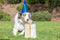 Chuckit! Birthday Fetch Ball - Ø 6 cm – Stevig Hondenspeelgoed – Apporteerspeelgoed met vanillegeur – Hondenbal – Hondenspeeltje - Confetti