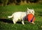 Chuckit Kauwspeelgoed Kick fetch - Large - Hondenspeelgoed - Hondenbal - Chuckit bal - Oranje/Blauw - ø 19 cm - 1 ST