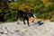 Chuckit Kauwspeelgoed Kick fetch - Large - Hondenspeelgoed - Hondenbal - Chuckit bal - Oranje/Blauw - ø 19 cm - 1 ST