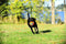 Chuckit Kauwspeelgoed Kick fetch - Large - Hondenspeelgoed - Hondenbal - Chuckit bal - Oranje/Blauw - ø 19 cm - 1 ST