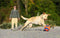 Chuckit! Kauwspeelgoed Kick fetch - Small - Hondenspeelgoed - Hondenbal - Chuckit bal - Oranje/Blauw - ø 14 cm - 1 ST