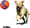 Chuckit! Kauwspeelgoed Kick fetch - Small - Hondenspeelgoed - Hondenbal - Chuckit bal - Oranje/Blauw - ø 14 cm - 1 ST