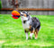 Chuckit! Kauwspeelgoed Kick fetch - Small - Hondenspeelgoed - Hondenbal - Chuckit bal - Oranje/Blauw - ø 14 cm - 1 ST